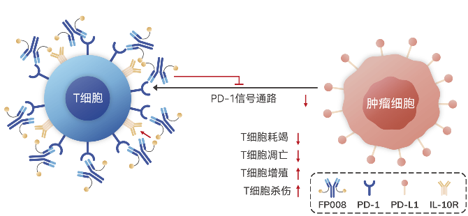 FP008-差异的分子机理.png